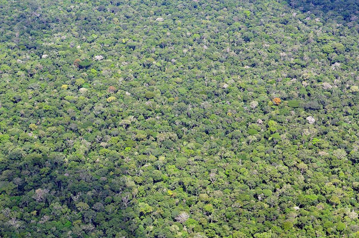 Lasy Amazonii z kolejnym rekordem. Niestety, nie ma w nim nic optymistycznego