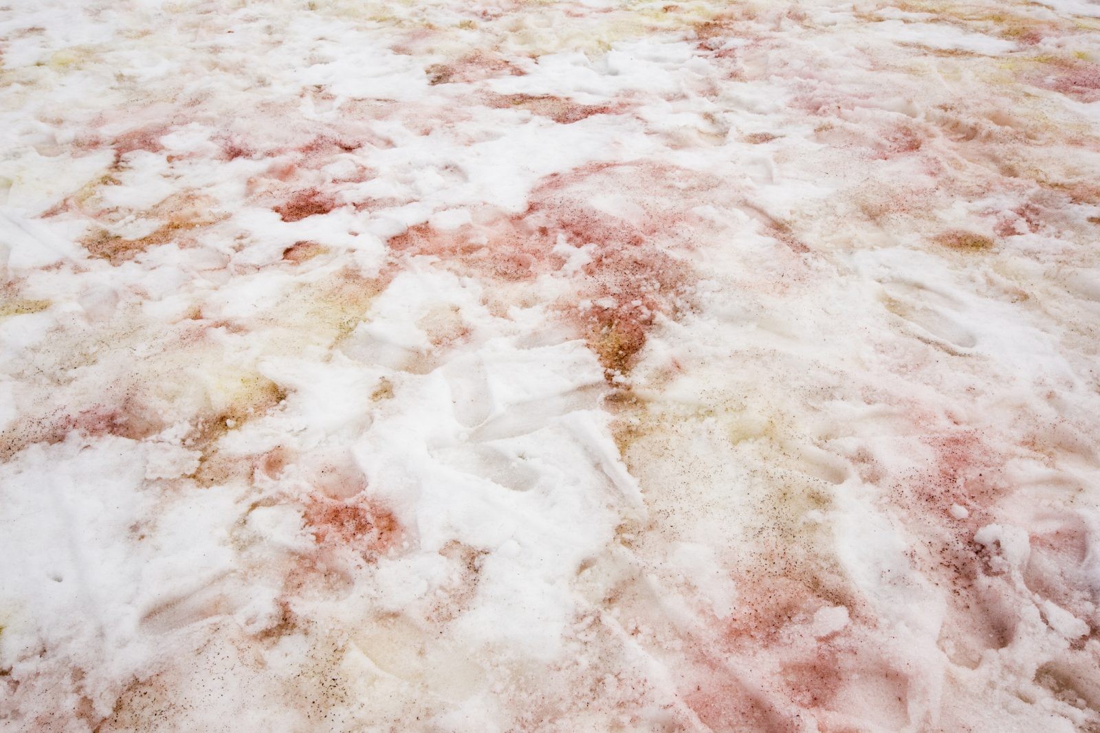 W Alpach pojawił się różowy lód. To może mieć tragiczne konsekwencje dla klimatu
